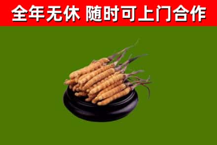 乌什县烟酒回收冬虫夏草.jpg